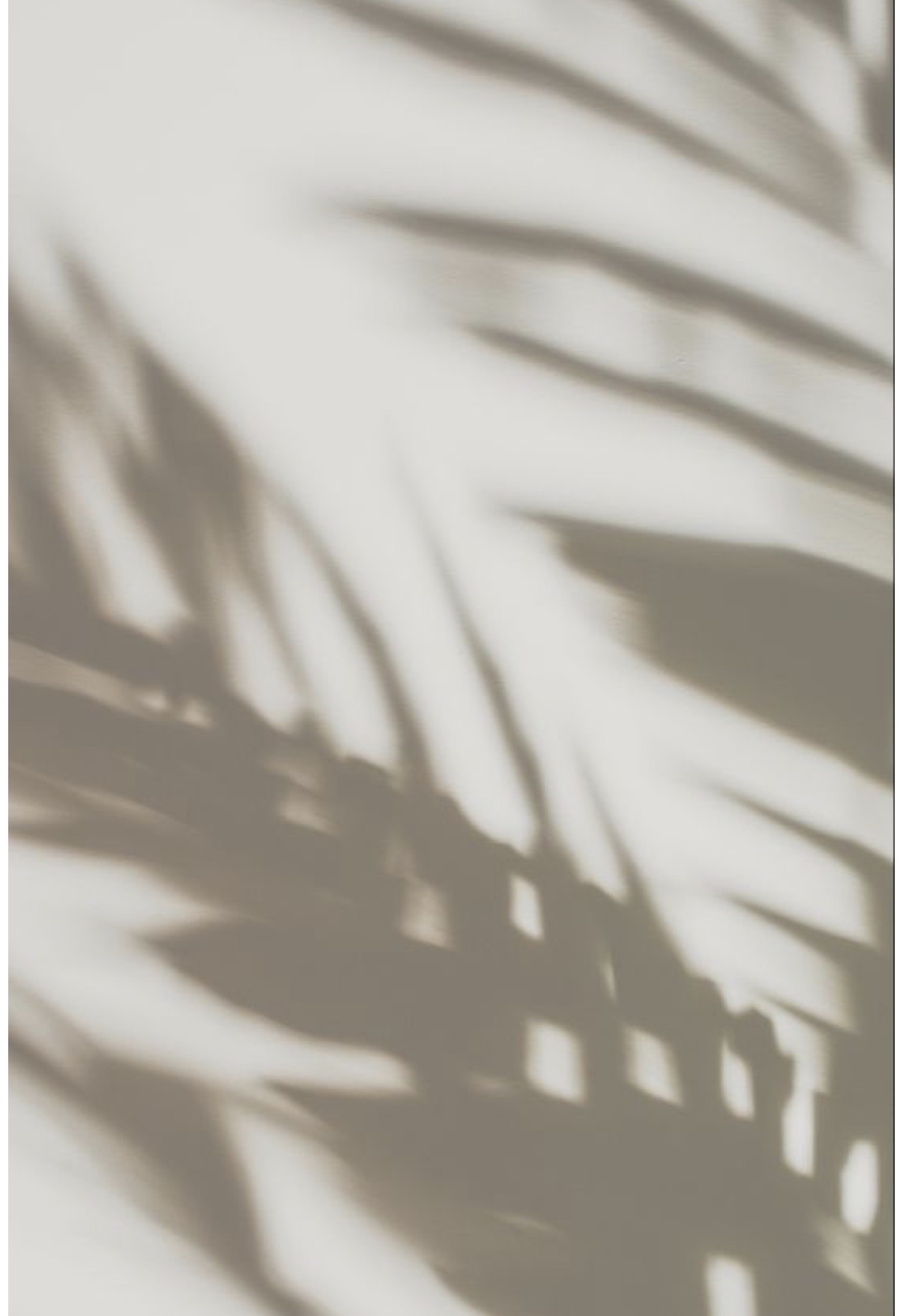 Soft palm frond shadows across a warm white wall